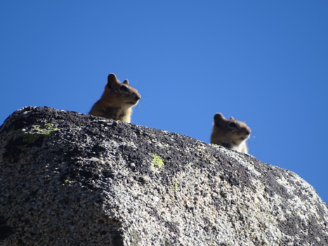 Yosemite National Park - Knabbel en Babbel bestaan echt!