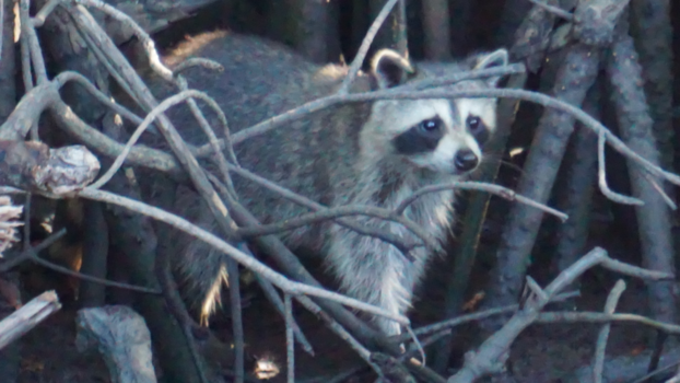 Florida - Everglades