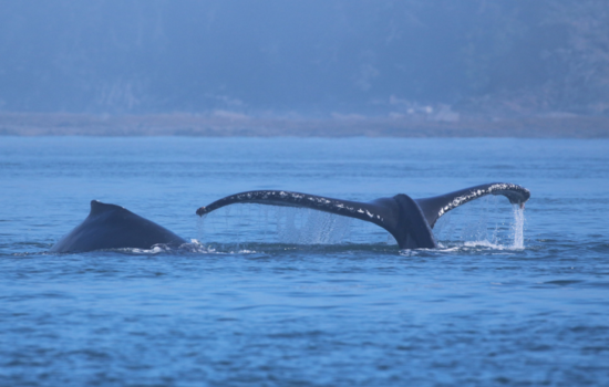 Alaska - 2 walvissen op een foto