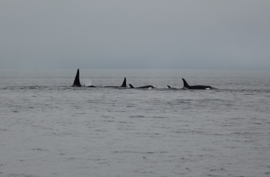 Alaska - Orka's in de mist 1