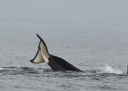 Alaska - Orka's in de mist 2