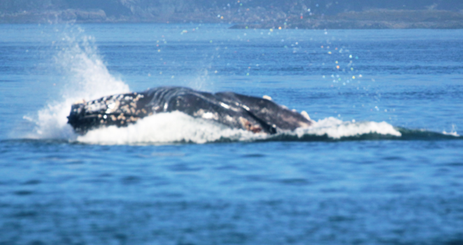 Alaska - Walvis landt op ht water na sprong