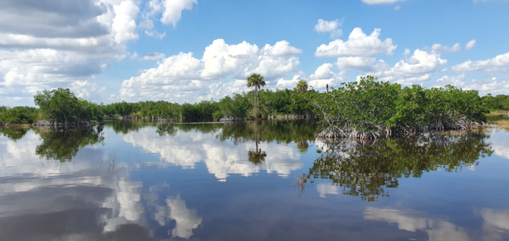 Everglades National Park - Everglades 1-11-19 (no filter needed)