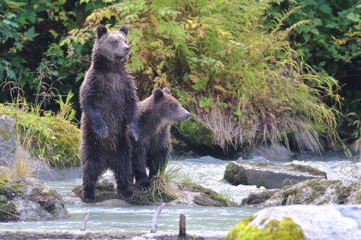 Alaska - Deze foto van twee grizzly cubs heb ik afgelopen september in Alaska gemaakt.