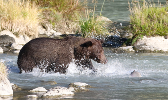 Alaska - Grizzly beer probeerde een zalm te vangen in de rivier.
