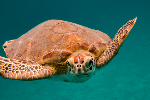 Hawaii - Hoi jij daar