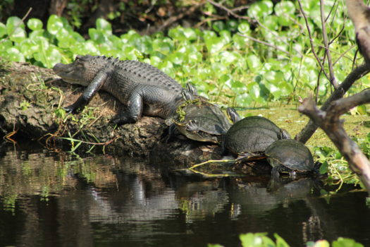 Florida - Aligator eats turtle...strange situation