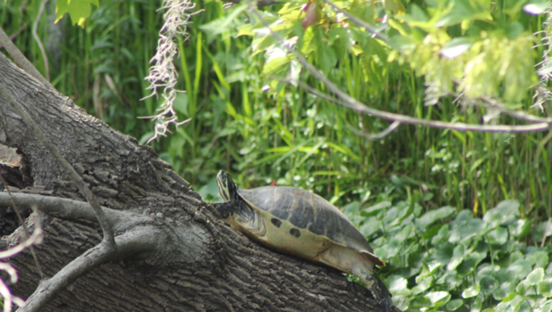 Florida - Turtle