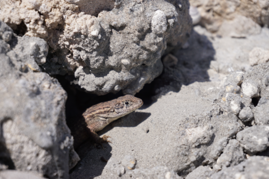 Florida - De reuze dino bij Florida keys