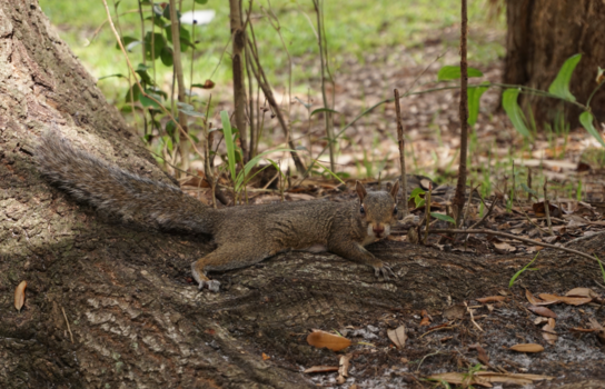 Florida - Ook een eekhoorn 🐿 heeft het soms te warm 🥵.