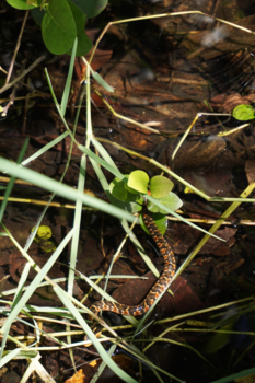 Florida - Een hele grote slang 🐍 😉