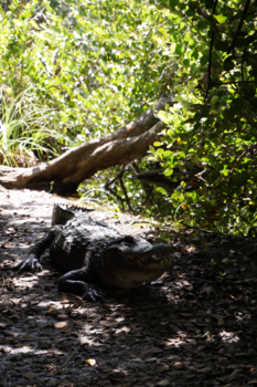 Everglades National Park - De tandjes 🦷 een alligator 🐊.