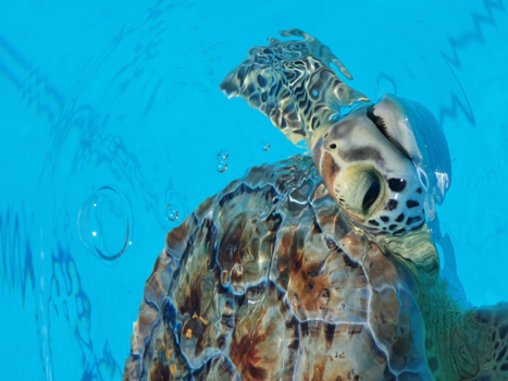 Florida Keys - Turtle