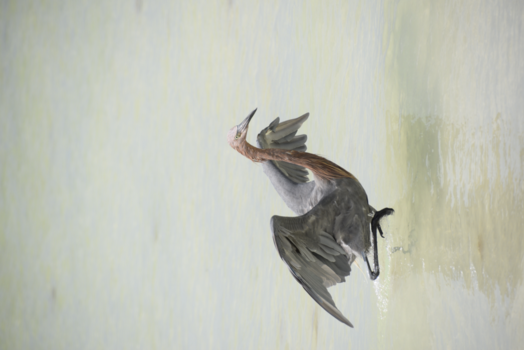 Florida - Honeymoon Island