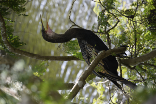 Everglades National Park - Everglades zoveel meer dan Krokodilen