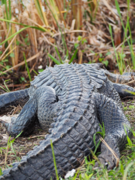 Everglades National Park - Will I see you later or in a while?