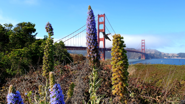 San Francisco - Catch me if you can...