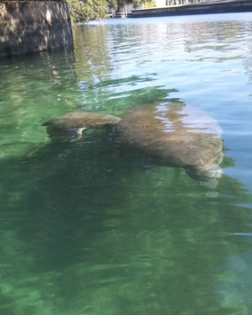 Florida - Manatee family