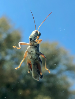 Texas - Japie de krekel reist mee