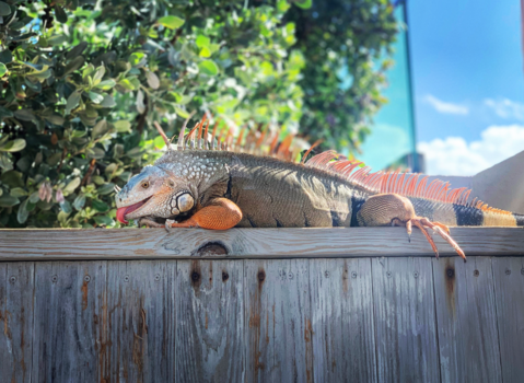 Key West - I Am Sexy And I Know It!