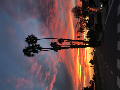California - Sunset Palms Santa Barbara