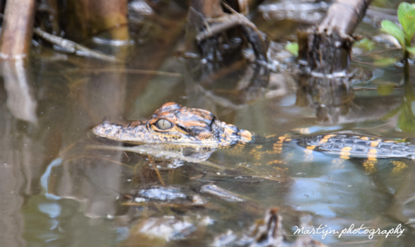 Orlando - Wild Aligator in Nature