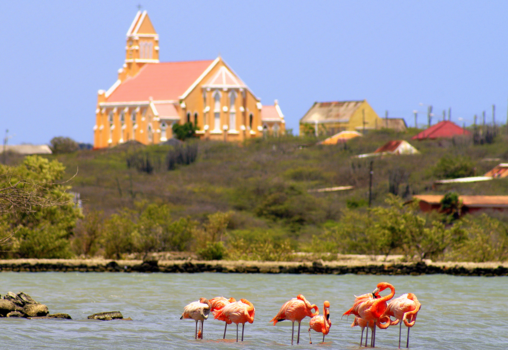 Alaska - Flamingo's   Sint Willibrordus - Curaçao