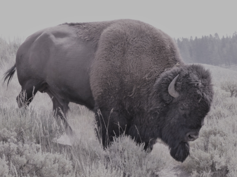 Yellowstone National Park - Hello big guy!