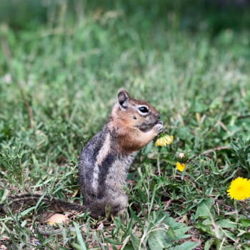 Bryce Canyon National Park - Chipmunk in Bryce Canyon