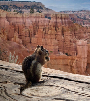 Bryce Canyon National Park - Chipmunk in Bryce Canyon