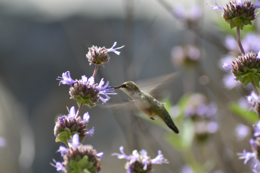 Sequoia en Kings Canyon National Park - Hummingbird