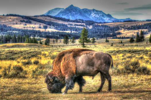 Yellowstone National Park - Bizon aan het grazen