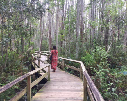 Orlando - Swamp, Orlando, Florida