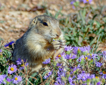 New Mexico - squirrel