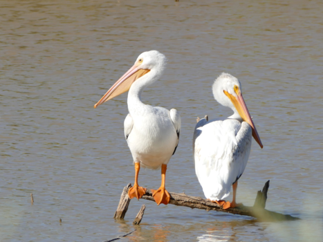 New Mexico - park Bosque del Apache