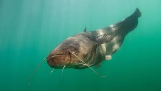 Little Italy - Underwater fish foto