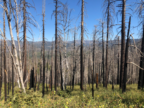 Amerika - After the fire