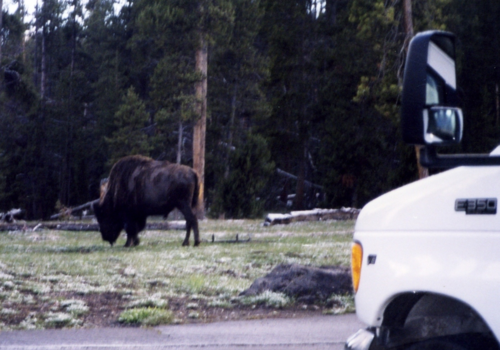 Utah - bizon op bezoek op camping Lake Village in Yellowstone N.P.