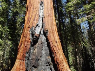 Sequoia en Kings Canyon National Park