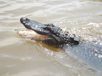 Louisiana - Honey Island Swamp Tour