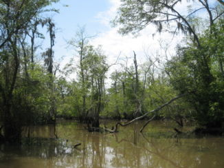 Louisiana - Honey Island Swamp Tour