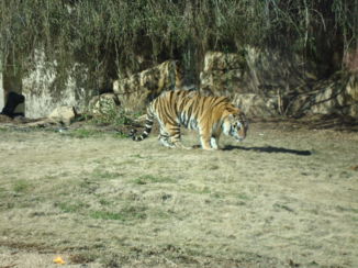 Louisiana - Mike de Tiger