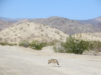 Death Valley National Park - Coyote