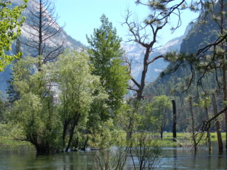 California - Yosemite N.P.