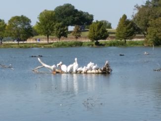 Dallas - Pelikanen in White Rock Lake