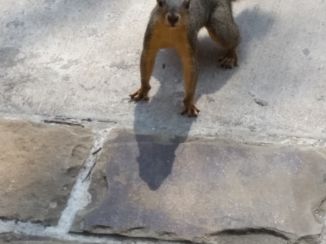 Dallas - Veel eekhoorns in omgeving White Rock Lake en de buitenwijken van Dallas