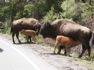Yellowstone National Park - Bizons in Yellowstone Nat. Park