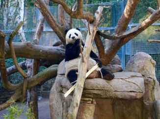 San Diego - Panda in San Diego Zoo