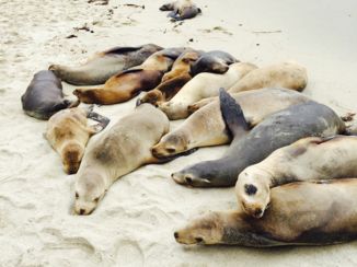 San Diego - La Jolla Cove