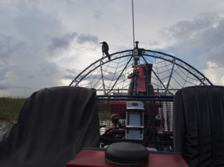 Florida - Airboat Everglades